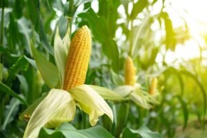 भारत में बढ़ती मक्का की मांग के चलते भारत  को मक्का बेचने को बैचेन हुआ अमेरिका…