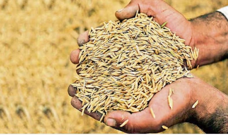 धान और मंडुवे की खरीद प्रक्रिया प्रदेश के 625 केंद्रों पर आज से शुरू”