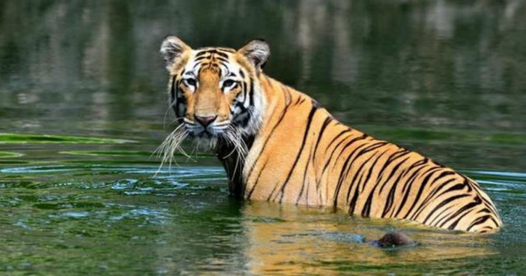 मानव-वन्यजीव संघर्ष रोकथाम के लिए एसडीआरएफ से ₹11 करोड़ स्वीकृत..