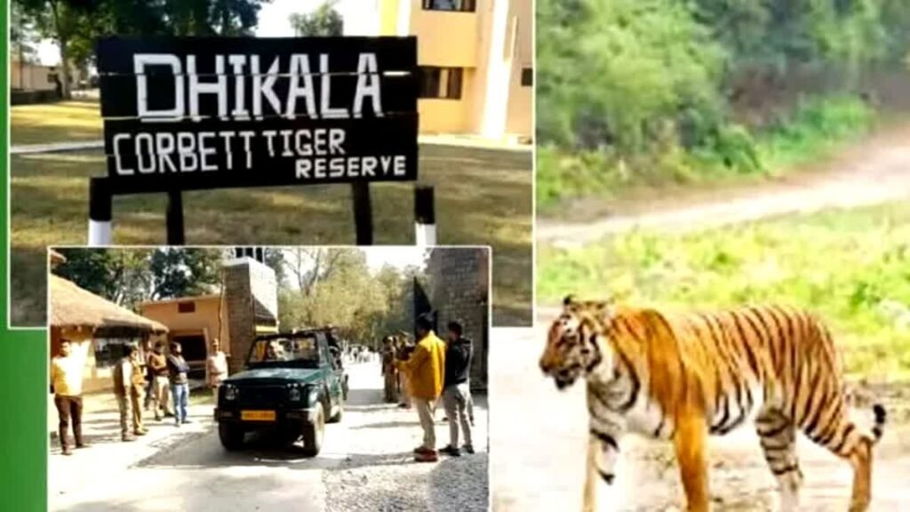 कॉर्बेट पार्क का ढिकाला जोन आज से पर्यटकों के लिए हुआ बंद, नाइट स्टे और पर्यटन गतिविधियों पर लगेगा विराम